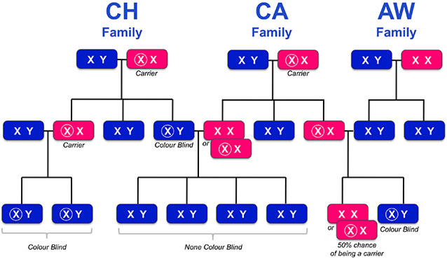Real Family Tree - Colour Blind Awareness